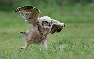 01 Eurasian eagle-owl (owlet, Bubo bubo)